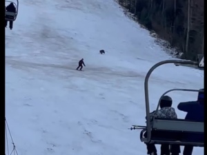 [video] Przerażające. Niedźwiedź pojawił się na na stoku narciarskim i rzucił w pogoń za narciarzem