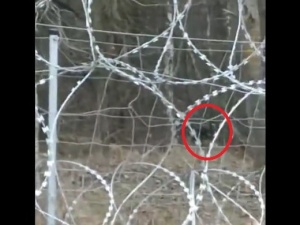 Strzały przy granicy polsko-białoruskiej. MON publikuje nagranie [VIDEO]
