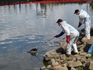 Niemiecka agencja: Podejrzenie strony niemieckiej, że przyczyną śmierci ryb była rtęć, nie zostało potwierdzone