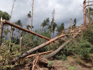 Lasy Państwowe: To największa taka klęska w historii polskich lasów