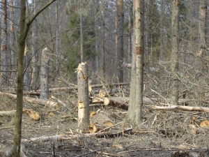 [video] Tak wygląda Puszcza Białowieska "uratowana" przez "ekologów" i TSUE. Zgroza