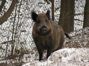 Belgia odstrzeli wszystkie dziki z obszaru zagrożonego ASF. Ekolodzy już jadą?