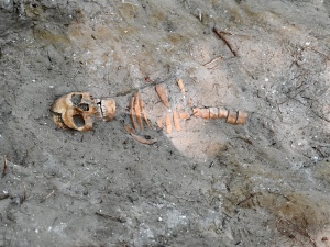 Szczątki obrońcy Westerplatte odnalezione podczas badań archeologicznych