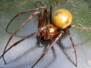 Czy w Polsce występują groźne, jadowite pająki? Lasy Państwowe: "Są 3 gatunki, których można się obawiać"