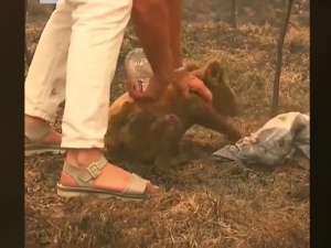 [video] Kobieta wyniosła poparzonego koalę z płonącego lasu