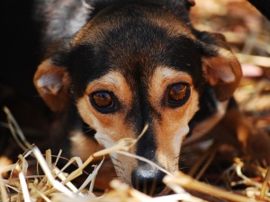 Wielkopolskie: Pożar schroniska dla zwierząt, nie żyją psy. Fundacja apeluje o pomoc