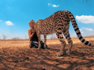 [video] Dr Dolittle istnieje? 21-latka wychowana w rezerwacie dla zwierząt... śpi z gepardami