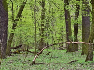 Niesamowite. Warszawskie Lasy Miejskie wycinają drzewa w obronie przed… kornikiem. Gdzie ekolodzy? Media?