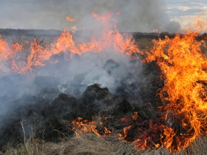 Pożar Biebrzańskiego Parku Narodowego obejmuje już blisko 4 tys. hektarów