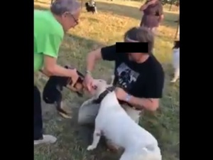 [video] Agresywny pies, brutalny właściciel. Burza w sieci po publikacji szokującego nagrania z Krakowa