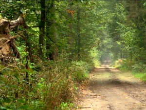Lasy Państwowe nt. rzekomego powodu zamknięcia niektórych terenów w Puszczy Białowieskiej