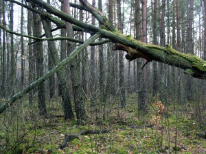 W kwietniu nasadzenia drzew i cięcia sanitarne w Puszczy Białowieskiej