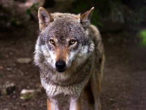 Dzięki badaniom DNA wiemy więcej o wilkach z Puszczy Kampinoskiej