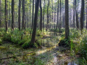 Komitet UNESCO wezwał do natychmiastowego zaprzestania wycinki drzew w Puszczy Białowieskiej