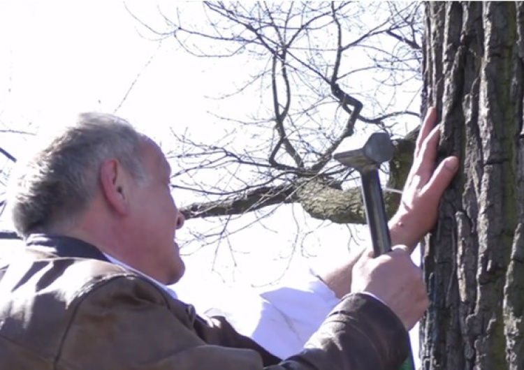  [Video] Mężczyzna przybił się w Wielki Piątek do jednego z drzew. Wstrząsający protest w Gnieźnie