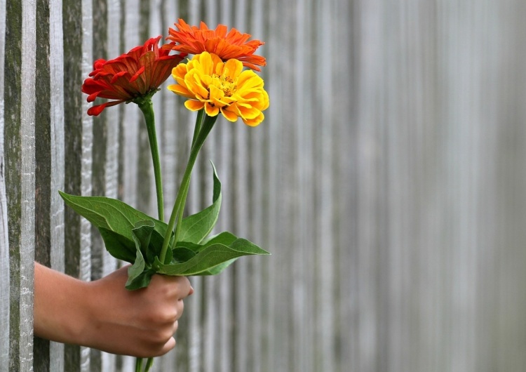 Kwiat / zdjęcie poglądowe  Ordo Iuris: Dzień Kobiet. Czyli kogo?