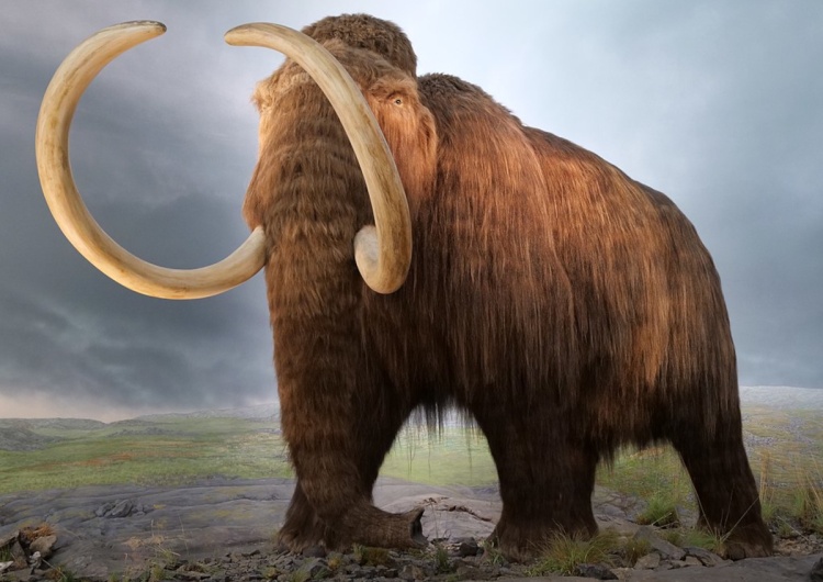 Mamut Podczas sprzątania odkryła kości mamuta sprzed 15 tysięcy lat. Postanowiła je wyrzucić