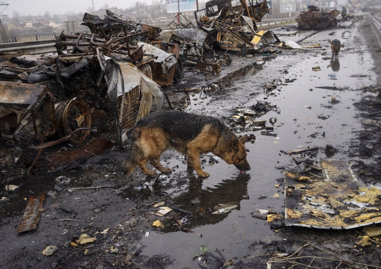 Zniszczenia wojenne nieopodal Buczy w obwodzie kijowskim Doradca prezydenta Zełenskiego podaje wartość zniszczeń na terenie Ukrainy. 