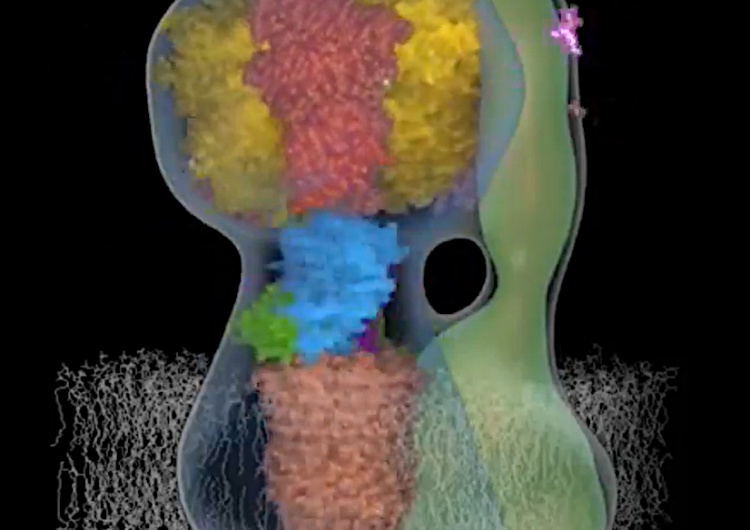 Mitochondrium. Wizualizacja Wydziału Biologii Mitochondrialnej Cambridge University Naukowy wieczór z dr. Kaweckim: Zobacz genialną wizualizację silnika komórki! [WIDEO]