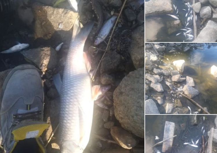  „Tysiące martwych ryb przy kolektorze Trzaskowskiego”. Radny publikuje szokujące zdjęcia [FOTO]