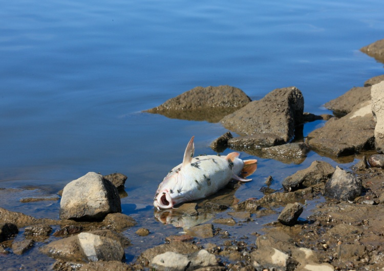 Śnięta ryba w Odrze Sprawa Odry. B. senator Platformy: 