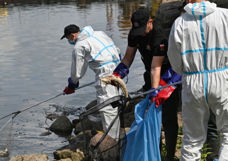  Polsat News: Fala śniętych ryb dotarła do Szczecina. „Powodem nie jest środek chemiczny”