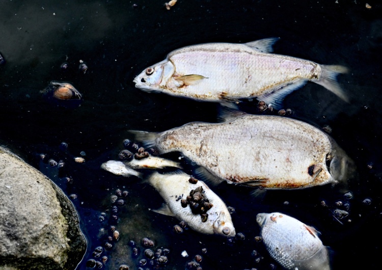  Ile ton śniętych ryb wydobyto z Odry po niemieckiej stronie? Podano dane