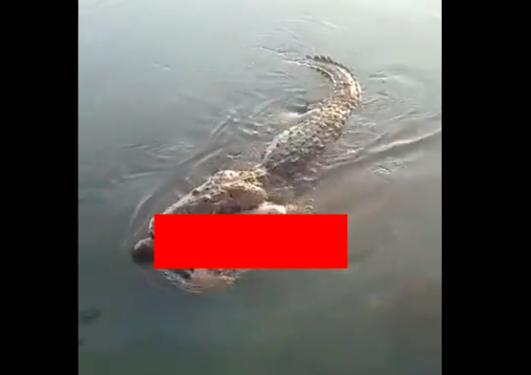  Krokodyl ciągnął po wodzie ludzkie ciało. Wszystko nagrali [Drastyczne wideo] 