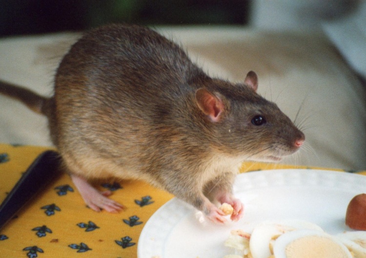 szczur Plaga szczurów w Lublinie. Gryzonie wchodzą do mieszkań 