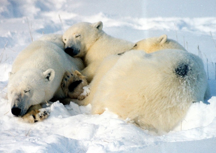 Niedźwiedzie polarne Paweł Jędrzejewski: A niedźwiedzi polarnych jest, jak na złość, coraz więcej...