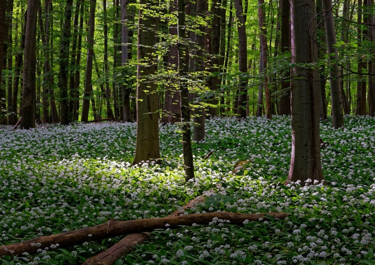 las Kuriozalny pomysł UE ws. lasów. Polacy mówią 